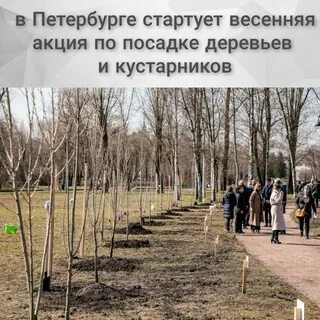 Посадив парке 4 дерева