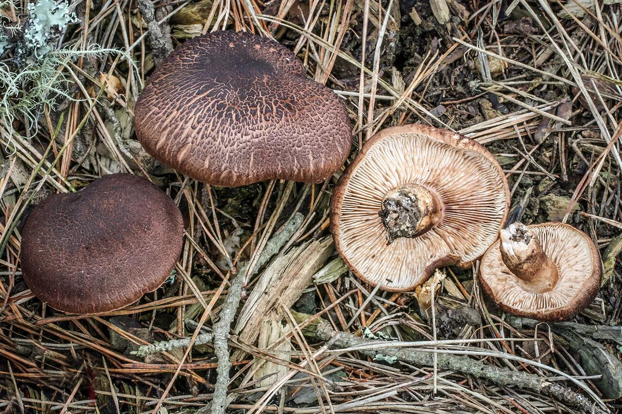 Семейство пластинчатые. Tricholoma imbricatum. Рядовка Чешуйчатая Tricholoma imbricatum. Рядовка коричневая Tricholoma imbricatum. Рядовка Чешуйчатая сластушка.