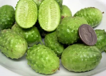 Сорт круглых огурцов