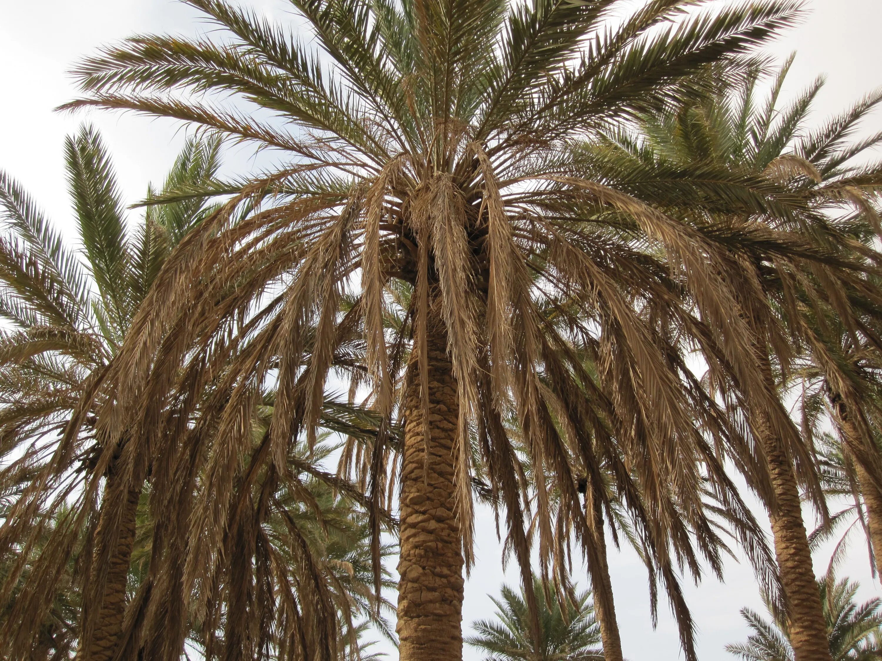 Финиковая пальма где растет природная зона. Финиковая Пальма ботаника. Финиковая Пальма Геншин. Древесина финиковой пальмы. Финиковые пальмы на Тенерифе.