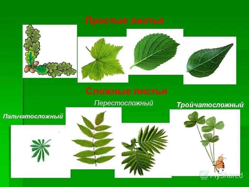 Простые и сложные листья. Лист простой или сложный. Растения со сложными листьями. Картинка простого листа