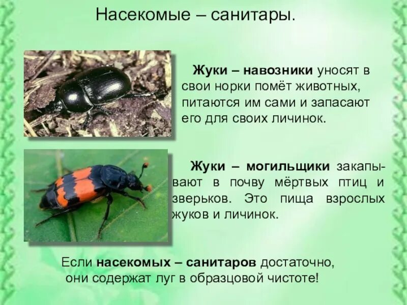 Жук навозник санитар луга. Насекомые санитары луга 4 класс. насекомые санитары луга 4 класс окружающий мир. жук могильщик и навозник. жуки санитары навозник.