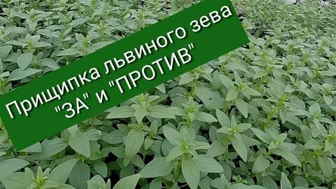 Можно прищипывать львиный зев