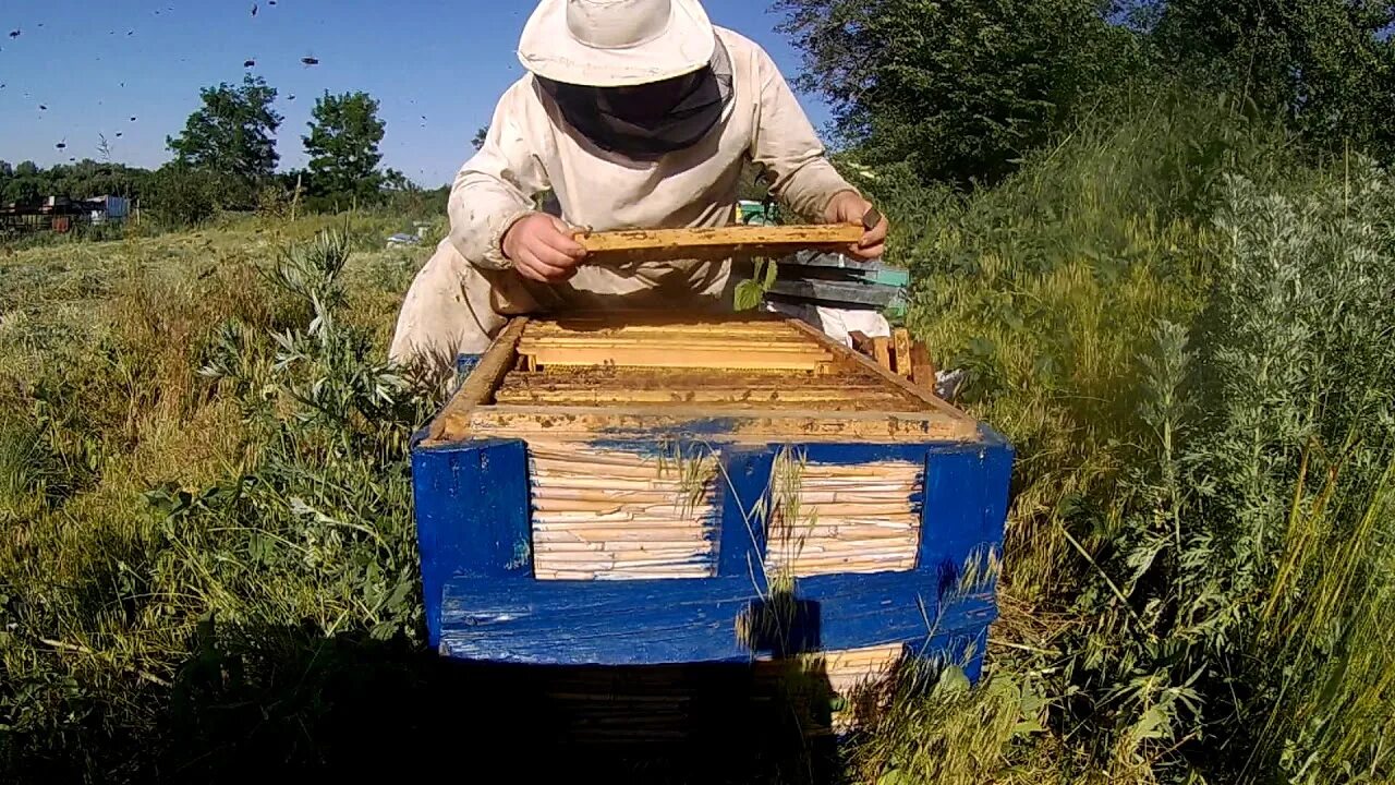 Пасека с бородой ютуб. Пчеловод на пасеке. Пчеловодство с нуля. Пасека с бородой. Пчелы пасека.