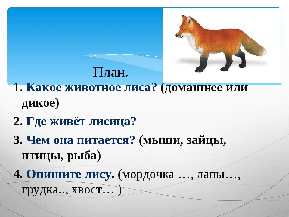 Лисица какой падеж. Сочинение описание про лису. Лиса сочинение. План про лису. Вопросы про лес.