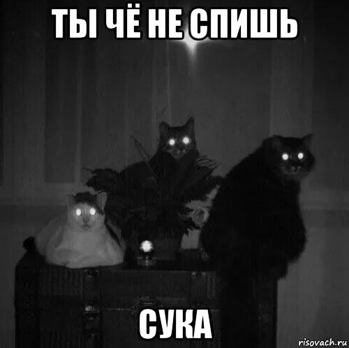 Мемы с кошками. Привет ты не спишь опять сидишь тут по ночам. Открытки спокойной ночи прикольные. Спи а я посижу здесь. Не спать!.