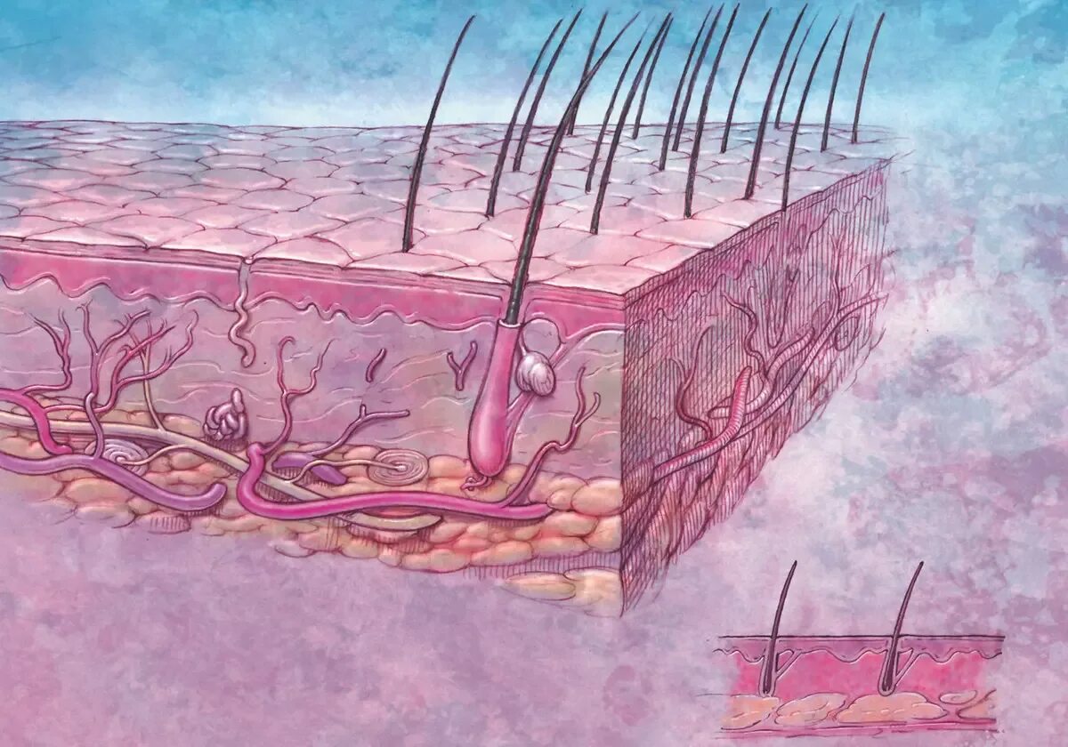 Эпидермис дерма волосяная луковица. Волосяная луковица. Омертвевшие клетки кожи головы.