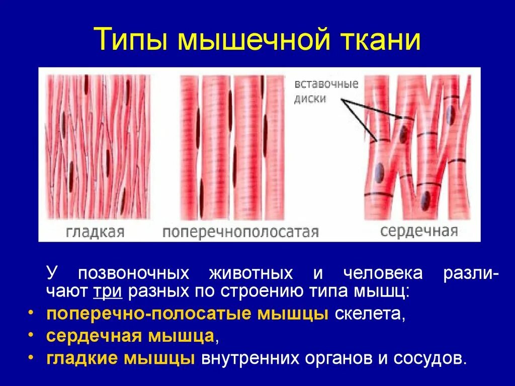 Механизм мышечной ткани