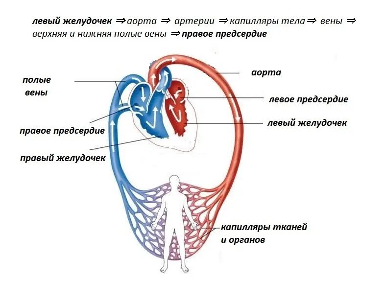 Схема большого и малого круга кровообращения. Малый круг кровообращения правый желудочек схема. Малый и большой круг кровообращения человека схема малый и большой. Сердце человека схема малый круг кровообращения. Заканчивается в правом предсердии