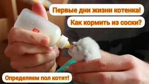 Сколько у кошки сосков для кормления котят