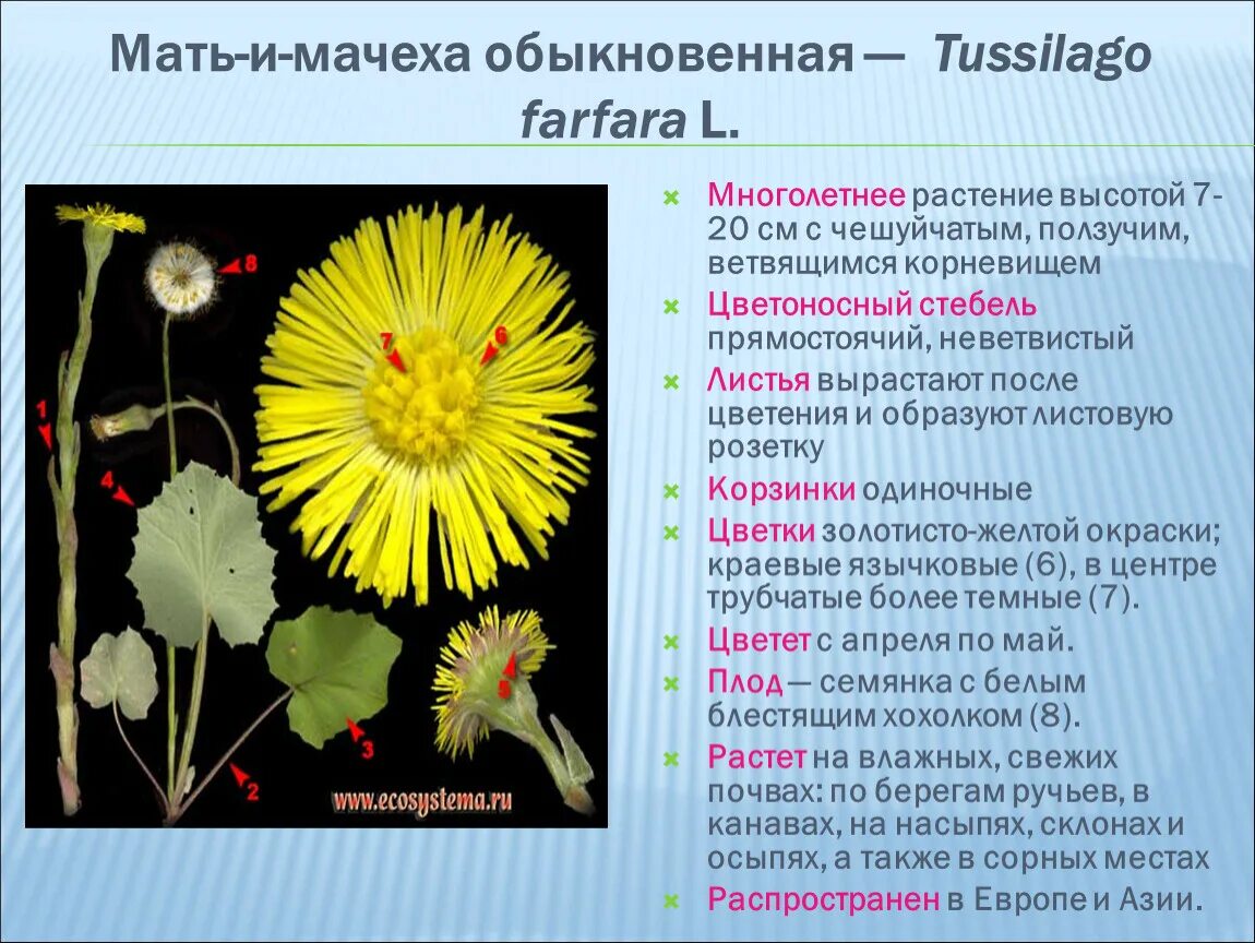 Мать и мачеха семейство. Мать-и-мачеха Покрытосеменные или. Сложноцветные растения мать и мачеха. Мать-и-мачеха морфологическое описание растения. Семейство Сложноцветные мать и мачеха биология 6 класс.