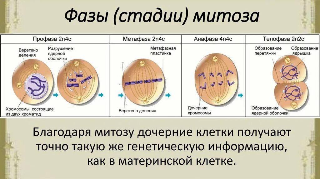 Метафаза таблица. Фазы деления эукариотической клетки. митоз профаза метафаза анафаза телофаза. фазы митоза процессы фазы. этапы деления клетки митоз.