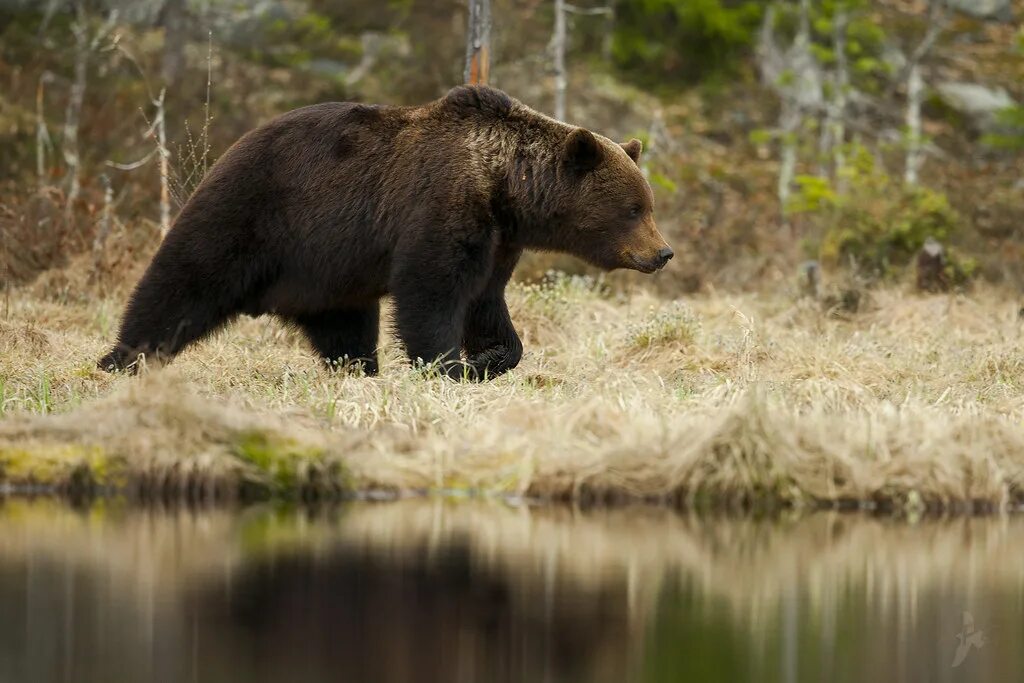 Форма бурого медведя. Бурый медведь (Ursus arctos). Бурый медведь в Рязанской области. Млекопитающие медведь бурый. Бурый медведь красная книга.