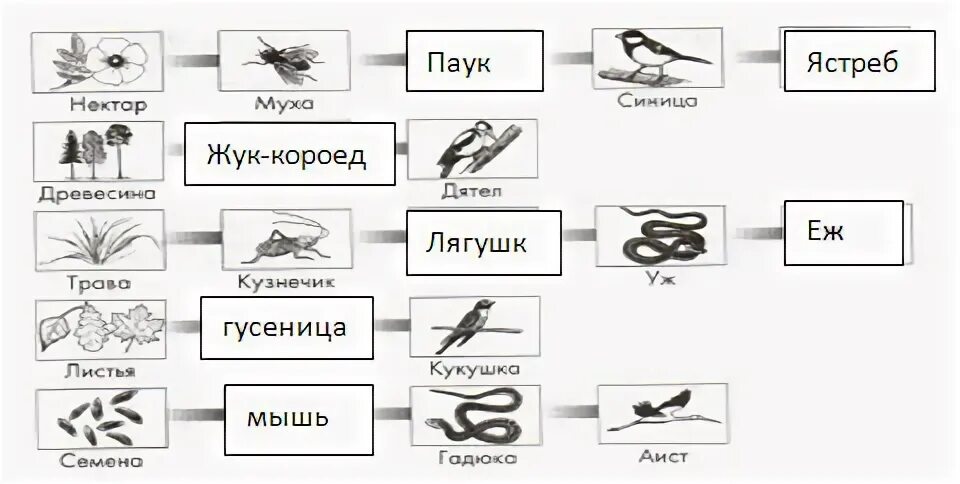 Семена гадюка. Нектар цветов Муха синица цепь. Пищевая цепь нектар цветов Муха синица. Нектар цветов Муха синица цепь питания. Пищевая цепь нектар цветов Муха.