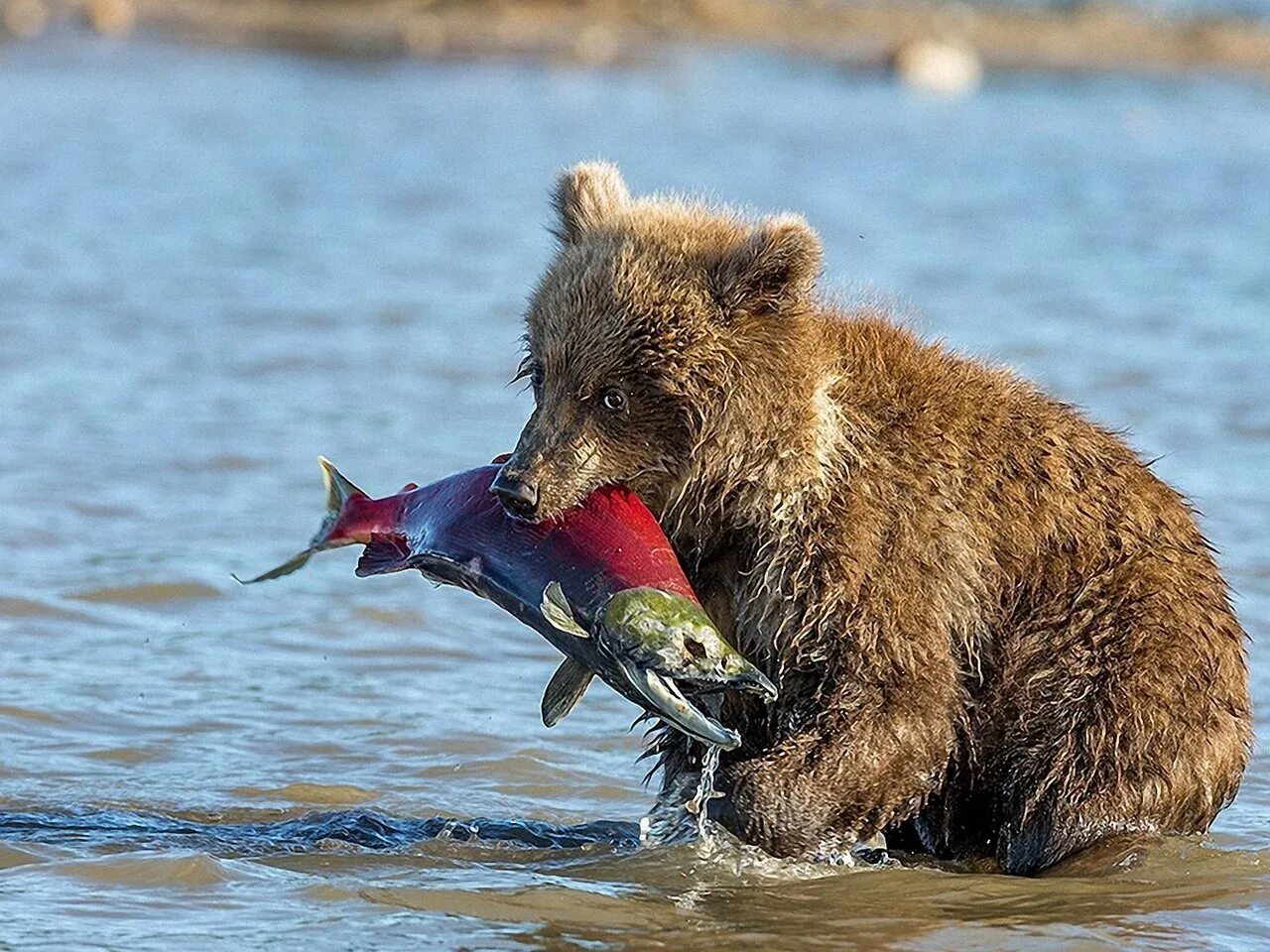 Медведь ест птиц. Медведь с рыбой. медведь ловит рыбу. медведь с рыбой в зубах. бурый медведь с рыбой.