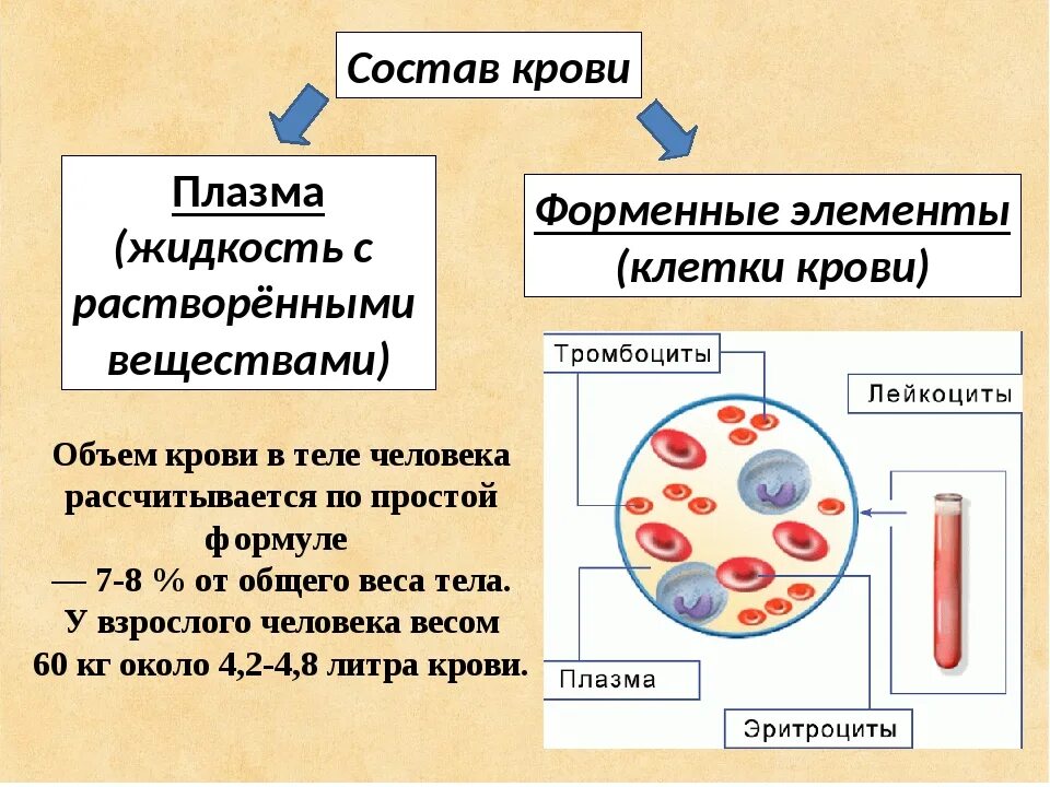 Состав крови плазма и форменные элементы 8 класс. Схема кровь плазма форменные элементы. Компонент крови плазма строение. Кровь: состав. Строение и функции форменных элементов. Элементы крови с ядрами