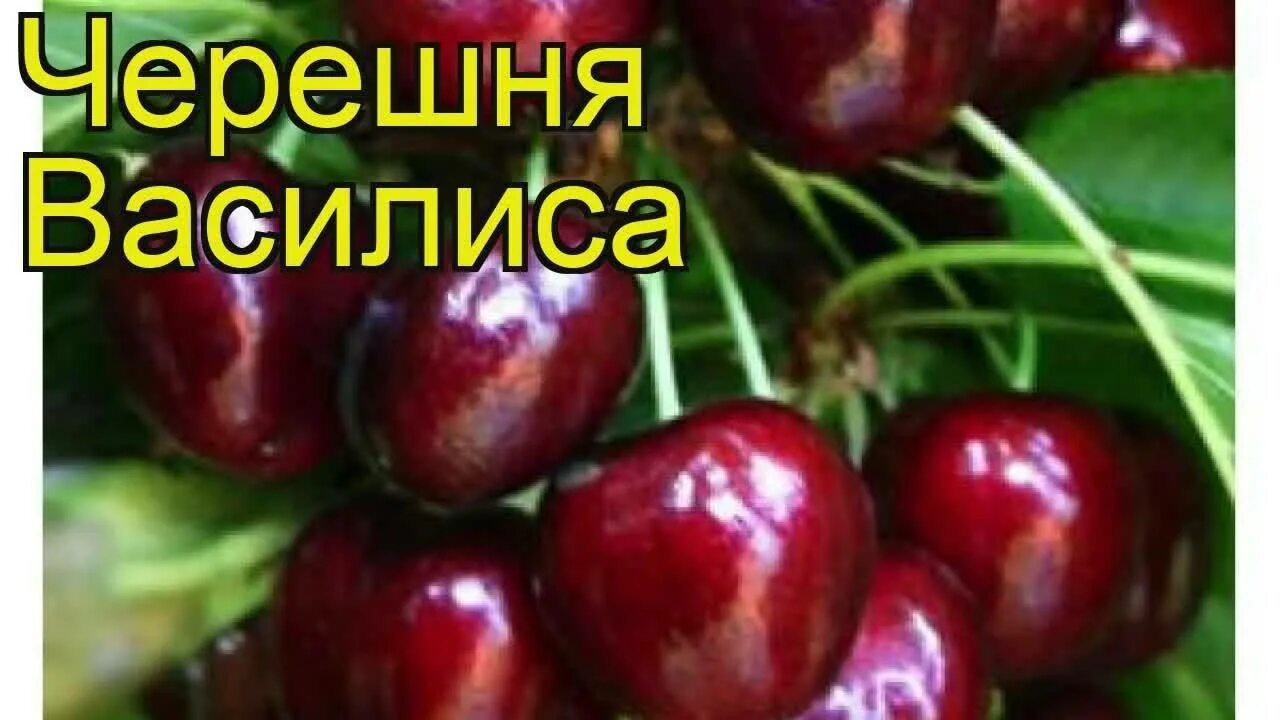 Черешня саммит описание сорта. Ярославна сорт черешни.