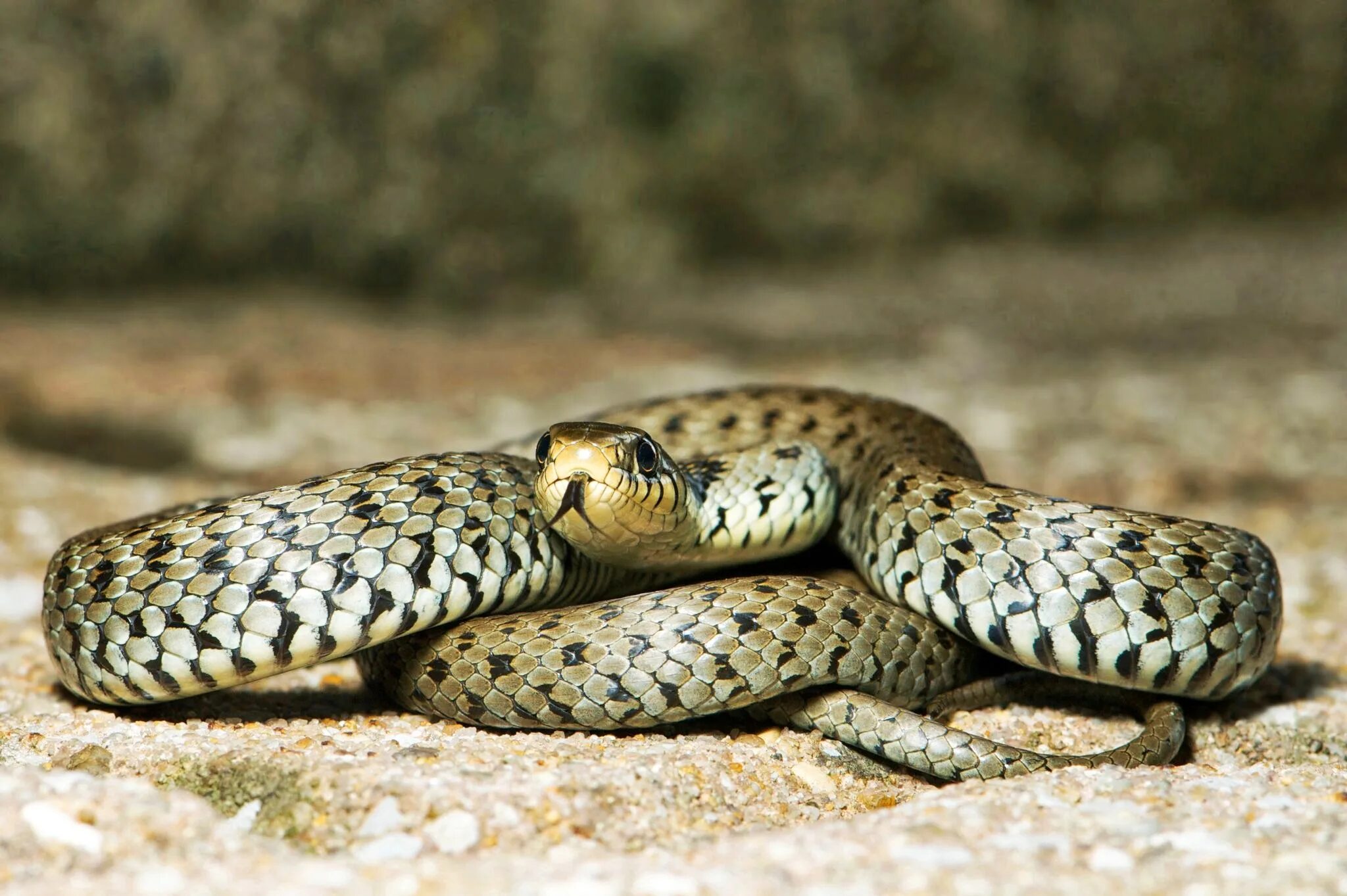 Обыкновенный уж. Natrix Natrix persa. Приснилась змея которая нападает.