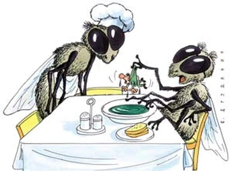 Что кушают мухи. Мухи за столом. Муха на еде.