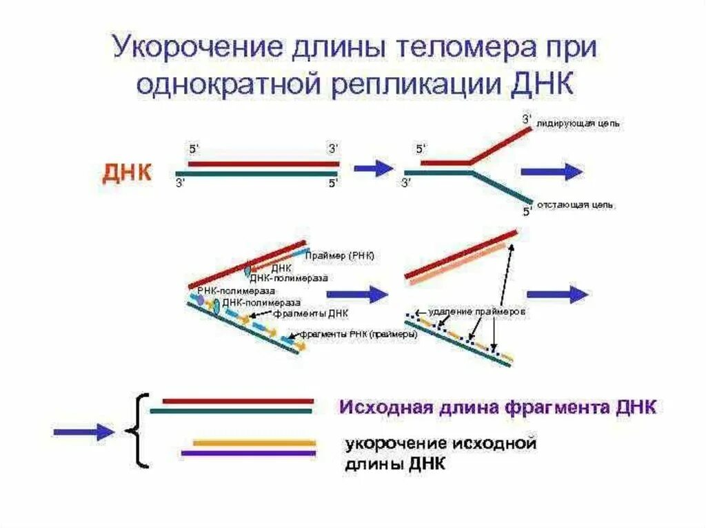 Удлинение теломер