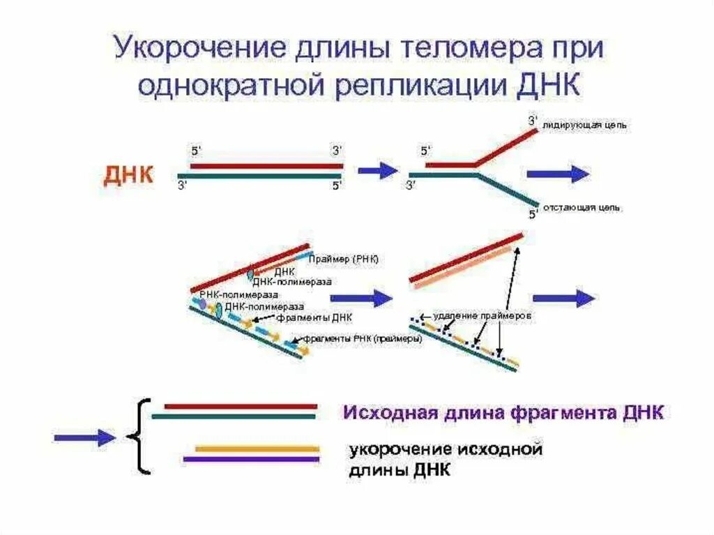 Короткие цепи днк. ДНК полимераза репликация ДНК. Репликация цепи ДНК. Праймер в репликации ДНК это. Лидирующая цепь ДНК при репликации.