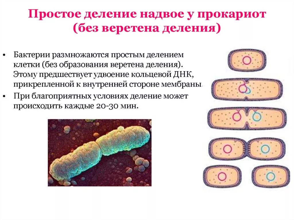 Деление центральной клетки. Процесс размножения прокариот. Бинарное деление бактерий схема. Деление клеток прокариот схема. Процесс размножения бактерий деление.