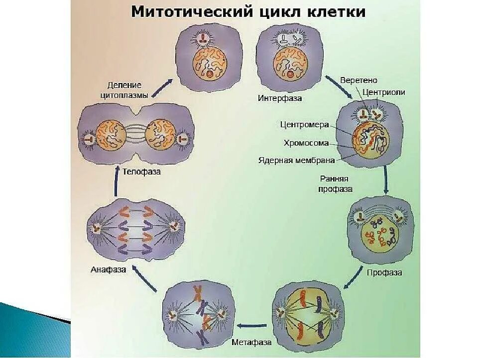 Амитоз интерфаза. Схема митотического деления клетки. схема процесса деления клетки. периоды митотического деления клетки. биология 9 класс интерфаза, митоз.