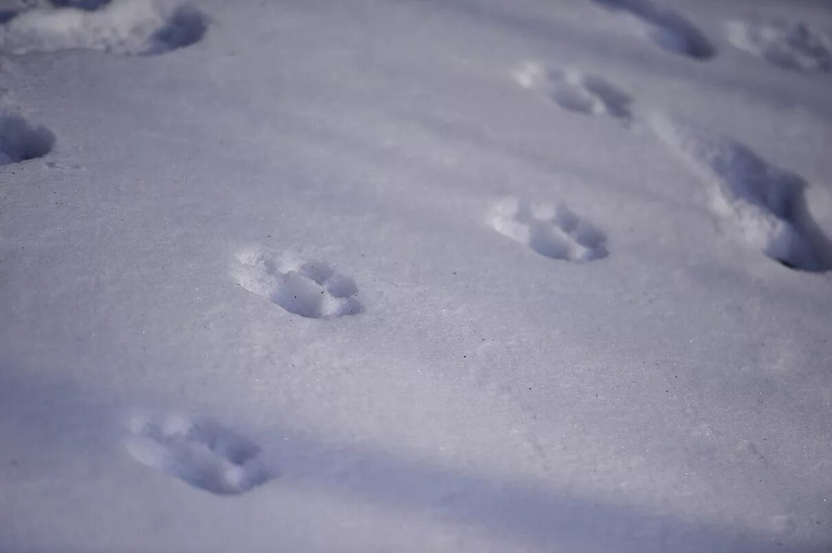 Следы тигра на снегу. Лапки на снегу. Тигриный след на снегу. Следы тигра зимой. Лапка на снегу