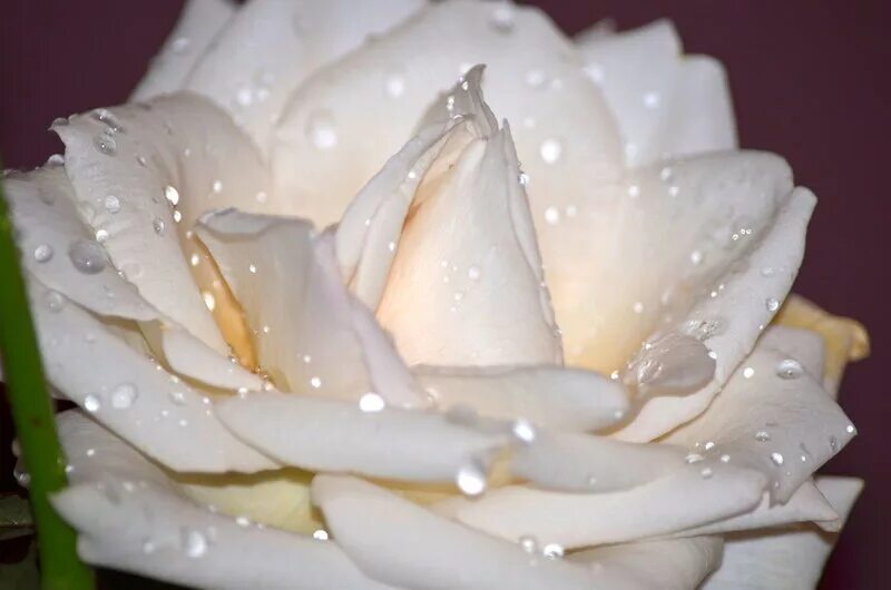 Лепестками белых роз. Садбарги Сафед. Лепестки белых роз. Букет белых роз в росе. Белые розы в росе.