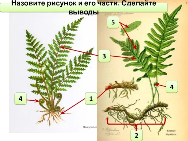 Клеточное строение папоротников. Вайю, спорангии, корневище.. строение папоротниковидных 6 класс биология. схема строения папоротника. строение папоротника рисунок.
