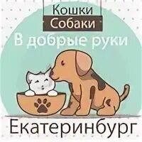 Щенки Екатеринбург в добрые руки. Десяти собакам и кошкам скормили 56. 12 Приютов карты для\ кошек. Приют Клякса Екатеринбург для травмированных животных кошки.