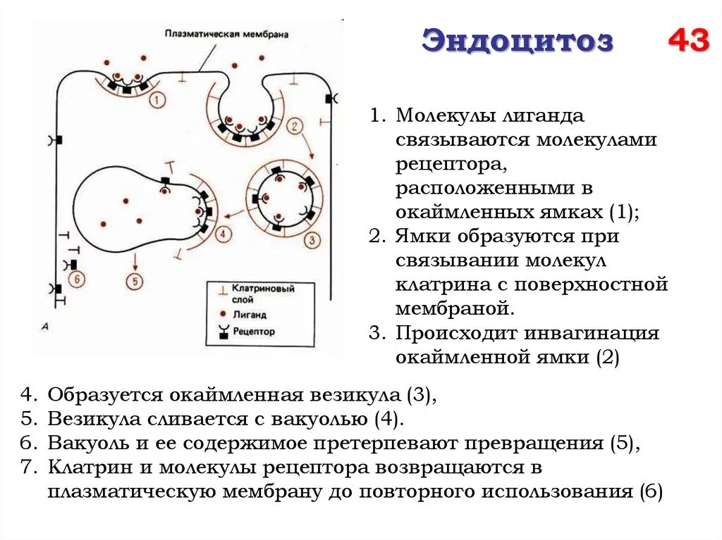 Установить последовательность эндоцитоза