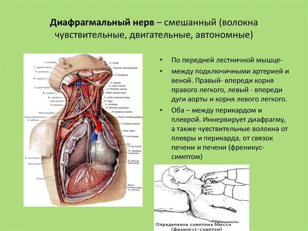 Левый нерв. Диафрагмальный нерв топография. диафрагмальный нерв анатомия. правый и левый диафрагмальный нерв. анатомические образования, которые иннервирует диафрагмальный нерв.