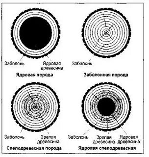 Понятие ядровая древесина