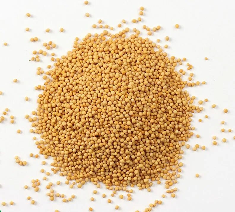 Зерна kotanyi горчицаыц целые 30г. Горчичное зерно. Зерна горчицы. Зерна горчицы. Горчичное зерно.