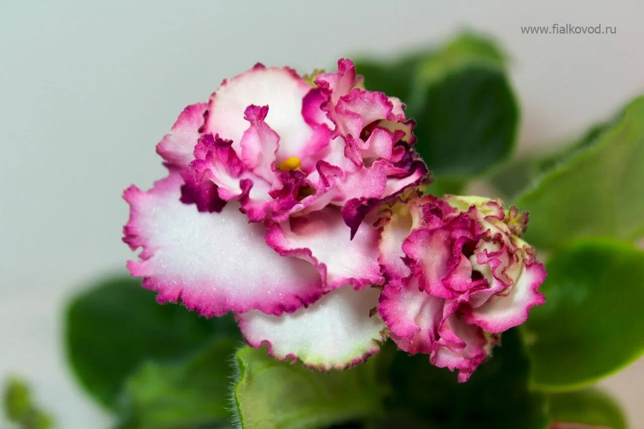 Фиалка ав розы. Фиалка ав розы. Сенполия лавандовые розы. Ав нарцисс фиалка. Фиалка ав розы.