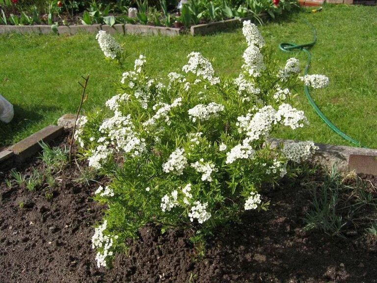 Спирея как разрастается. Spiraea nipponica snowmound. спирея ивовая. спирея иволистная белая. спирея посадка.