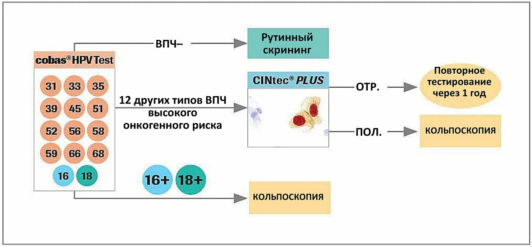 ВПЧ онкогенного типа. Типы ВПЧ по онкогенности. ВПЧ высокого онкогенного типа. Вирус папилломы человека высокого онкогенного риска.