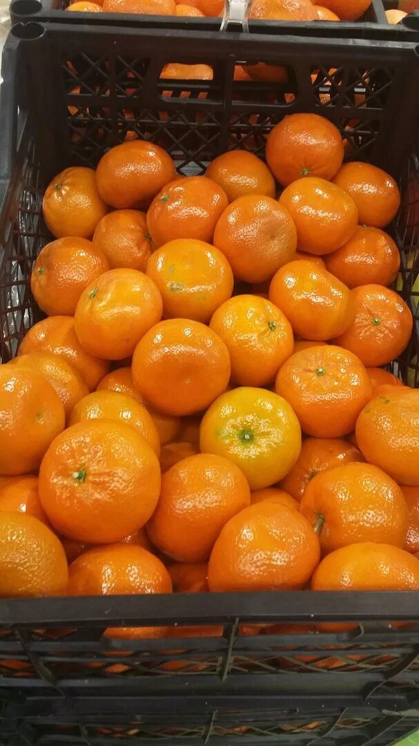 Мандарин. Ханни оранж перец. Болгарский перец сорт паприка. Перец мандаринка. Перец мандарин.