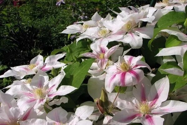 Клематис Андромеда. Клематис Андромеда Clematis Andromeda. Клематис Даймонд Болл. Клематис Андромеда зимостойкость.