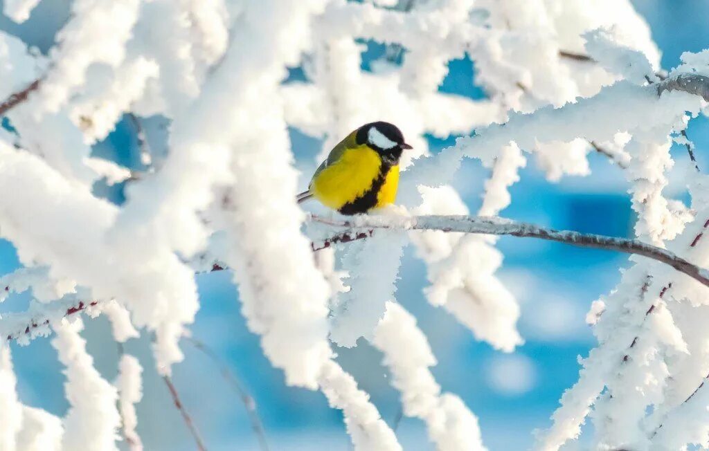 Природа снег птица. Агафий полухлебник. Птицы на заснеженных ветках. Синица на зимнем фоне. Синичка на снегу.
