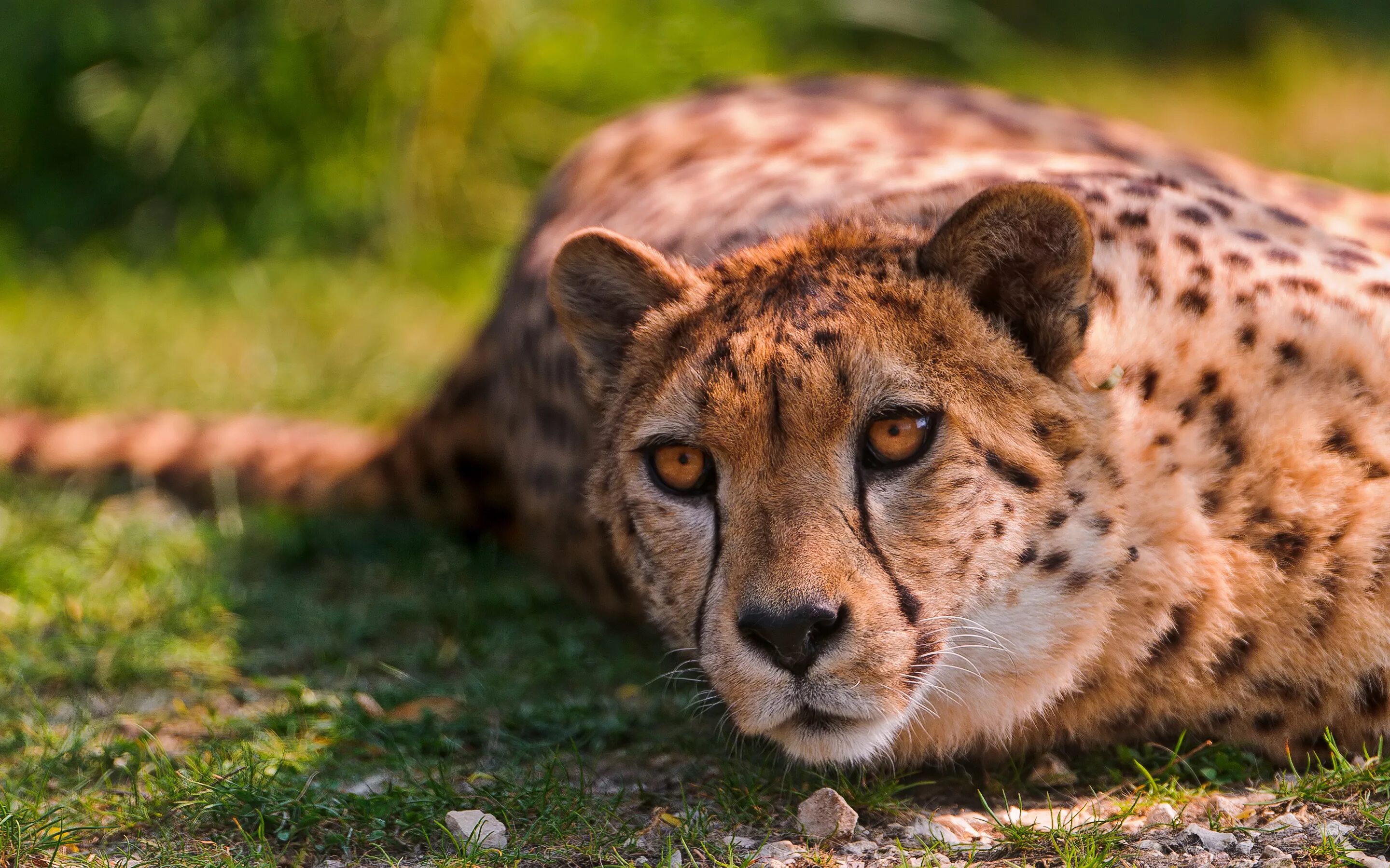 Лайри гепард. Гепард 4k. Дикие животные гепард. Дикие кошки гепард. Perfect animal