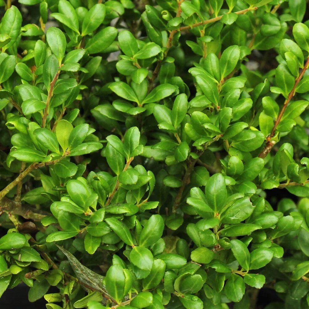 Ilex crenata. Самшит вечнозелёный) 'elegantissima. Падуб крената. Ilex crenata 'Green Hedge'.