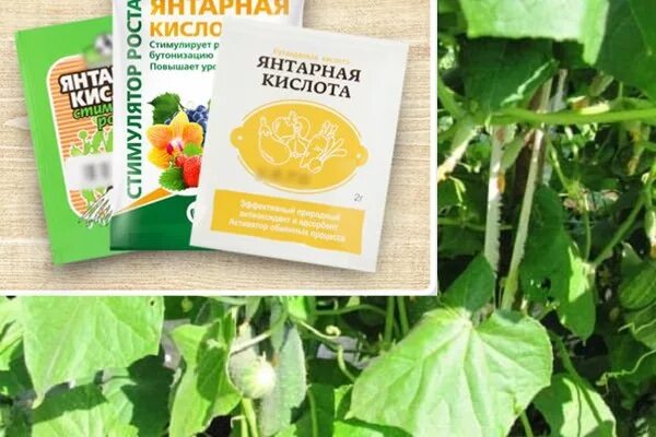 Подкормка рассады перца янтарной кислотой. Янтарная кислота для растений и рассады. Подкормка рассады томатов янтарной кислотой. Янтарная кислота для полива. Рассады томатов. Янтарная кислота для огурцов.