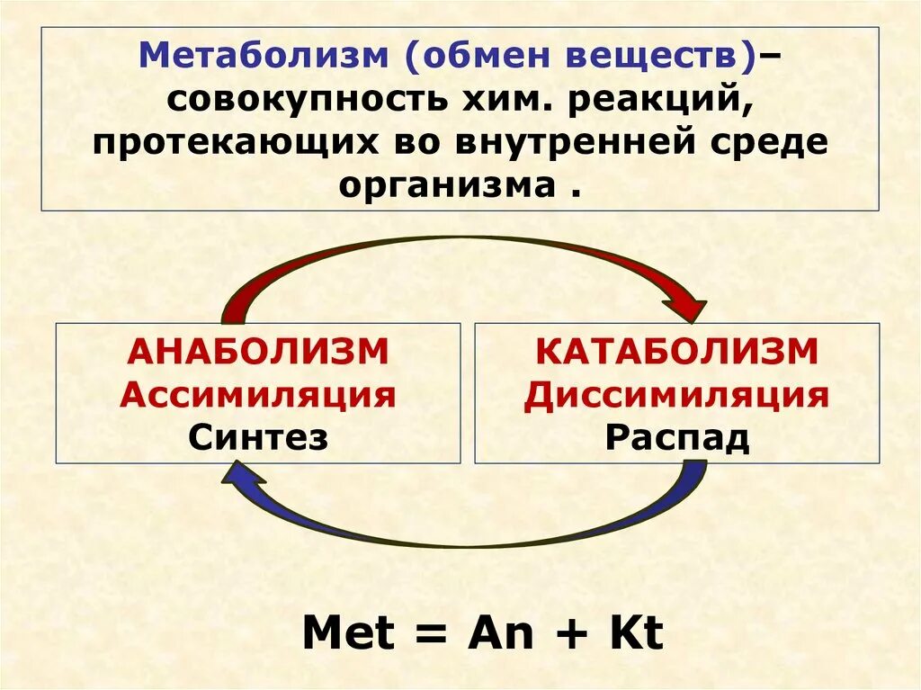 Ассимиляция и диссимиляция метаболизм. Процессы ассимиляции и диссимиляции веществ.. Ассимиляция анаболизм. Метаболизм диссимиляция.