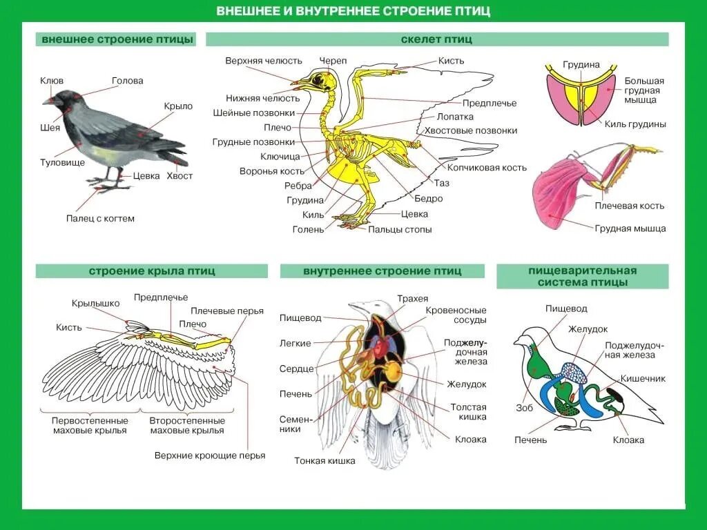 Костные птицы примеры. Строение пищеварительной системы птиц 7 класс биология таблица. Строение птицы 7 класс биология. Таблица внешнее строение птиц 7 класс биология. Таблица по биологии 7 класс внутреннее строение птиц система органов.