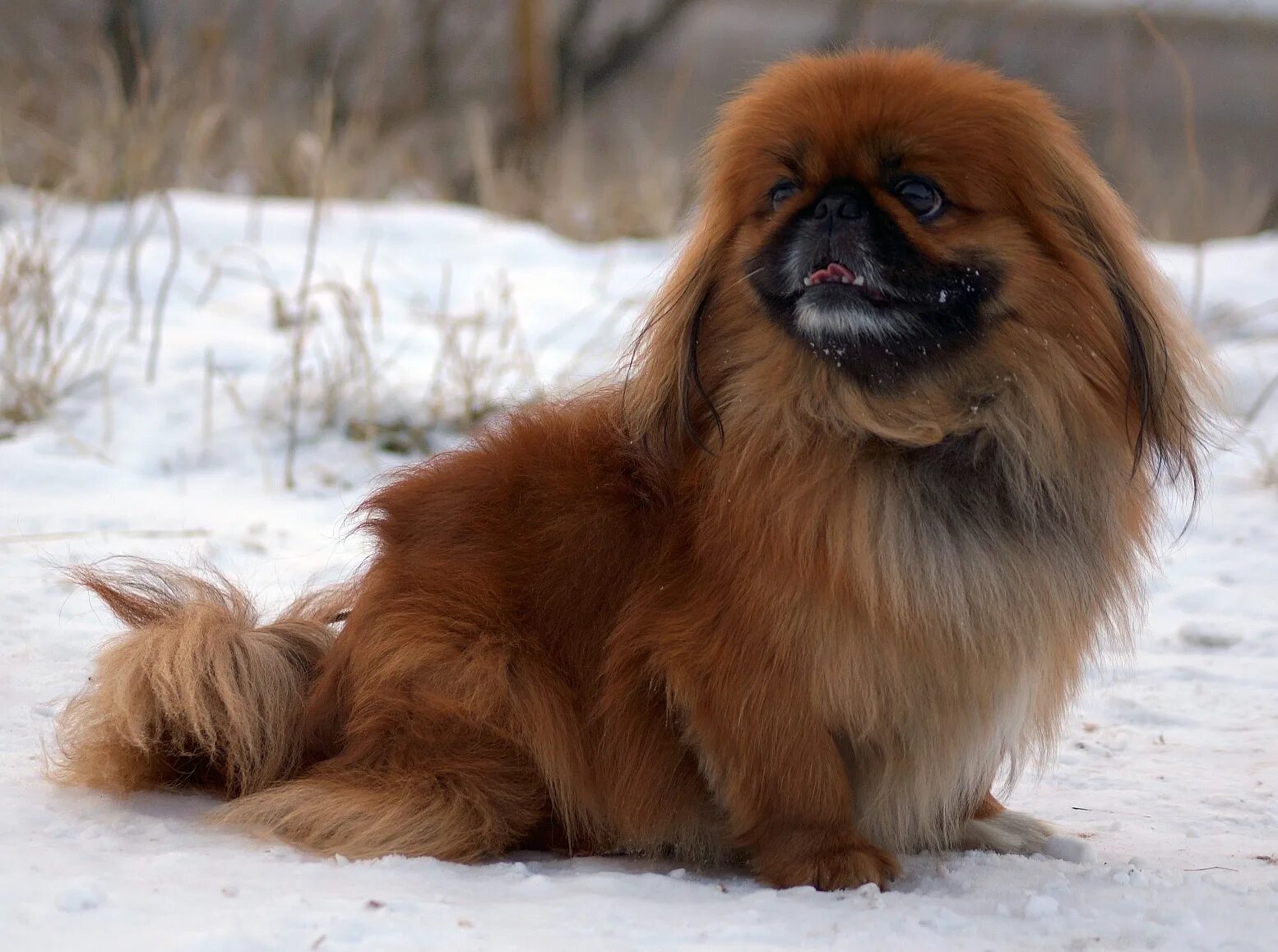 Пекинес фото собаки. Императорский Пекинес. Порода собак Пекинес. Пекинес Королевский рыжий. Собака Пекинес рыжий.