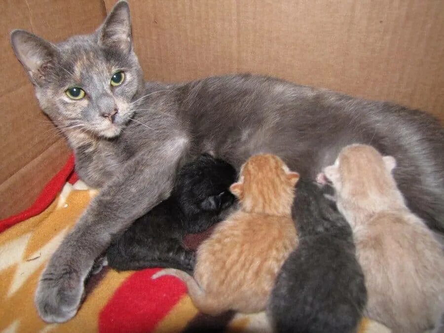 Во сколько месяцев кошки начинают. Кошки вынашивают котят. Кошка кошка вынашивают котят.