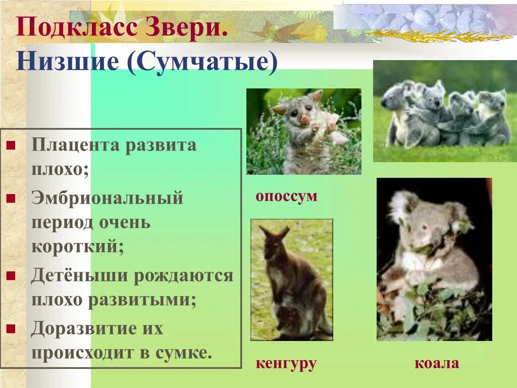 Описание сумчатых животных. Низшие звери сумчатые представители. подклассы животных. общая характеристика сумчатых. подкласс настоящие звери.