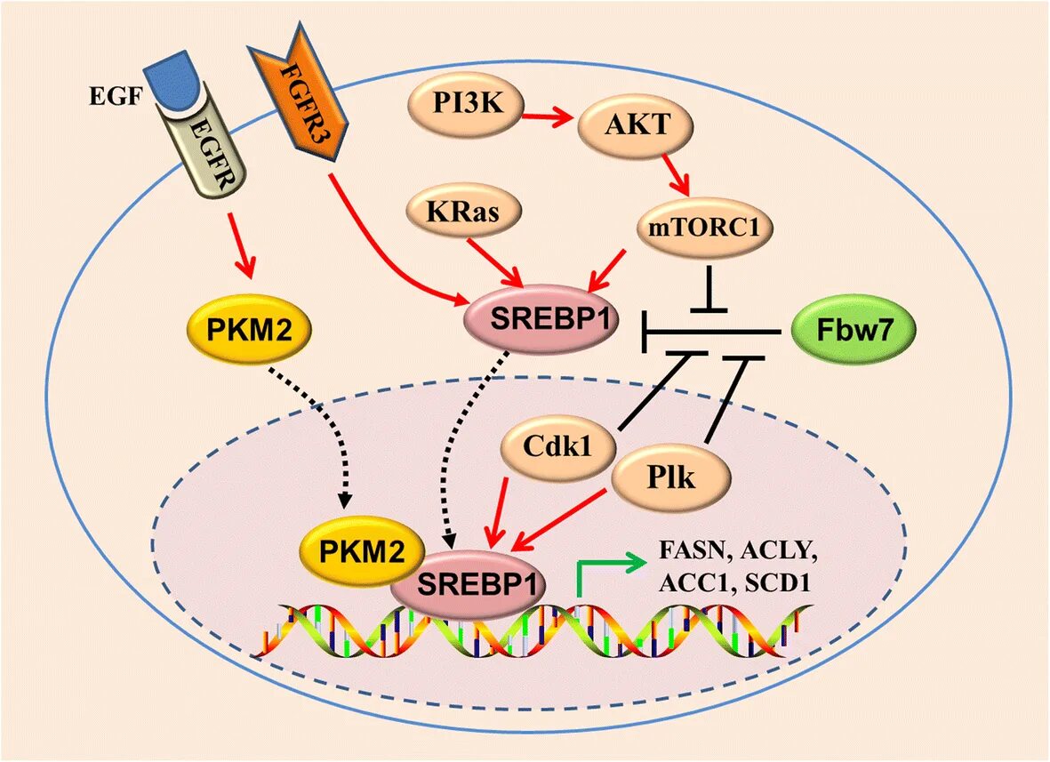 (Sterol regulatory element Binding Protein. Активация SREBP. Липогенез сигналинг. FASN. 3.3 k